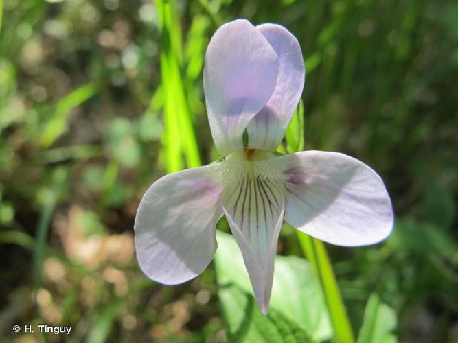 <i>Viola jordanii</i> Hanry, 1853 © H. Tinguy