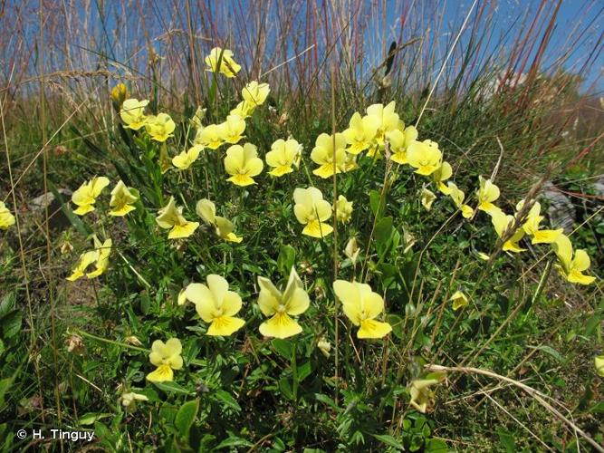 <i>Viola lutea</i> Huds., 1762 © H. Tinguy