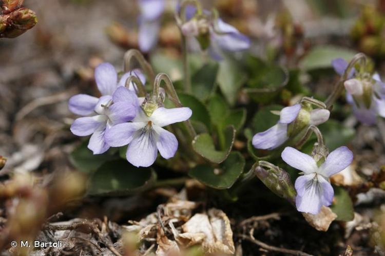 <i>Viola rupestris</i> F.W.Schmidt, 1791 © M. Bartoli