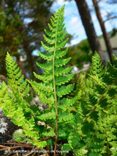 <i>Woodsia ilvensis</i> (L.) R.Br., 1815 © S. Sant/Parc Amazonien de Guyane