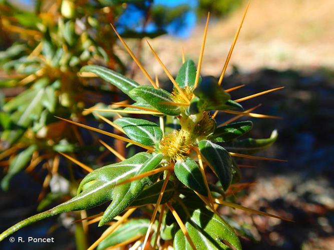 <i>Xanthium spinosum</i> L., 1753 © R. Poncet