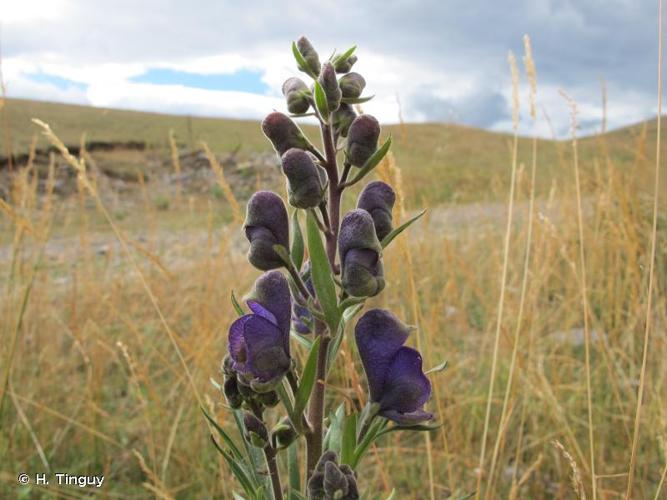 <i>Aconitum napellus </i>subsp.<i> vulgare</i> Rouy & Foucaud, 1893 © H. Tinguy