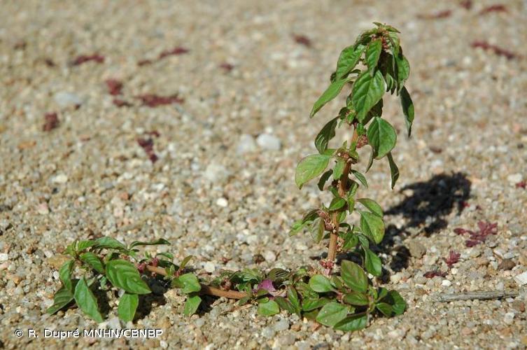 <i>Amaranthus graecizans </i>subsp.<i> silvestris</i> (Vill.) Brenan, 1961 © R. Dupré MNHN/CBNBP