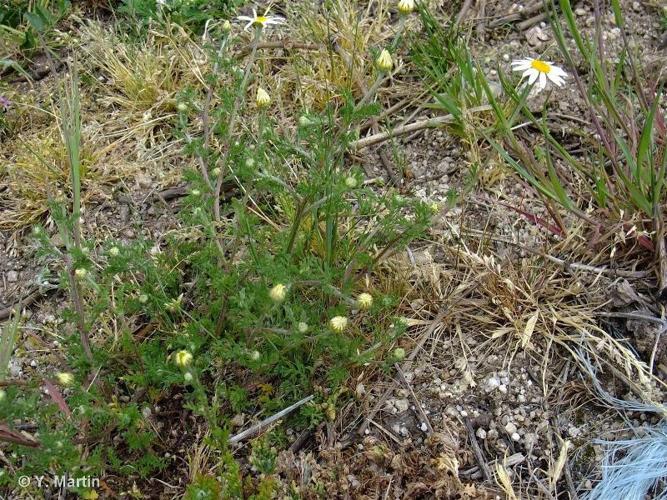 <i>Anthemis arvensis </i>L., 1753 subsp.<i> arvensis</i> © 