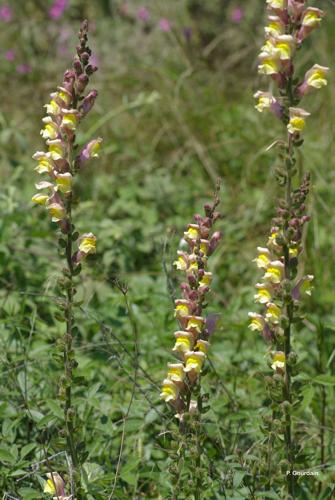 <i>Antirrhinum majus </i>subsp.<i> latifolium</i> (Mill.) Bonnier & Layens, 1894 © P. Gourdain