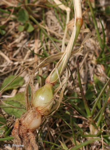 <i>Arrhenatherum elatius </i>subsp.<i> bulbosum</i> (Willd.) Schübl. & G.Martens, 1834 © S. Filoche