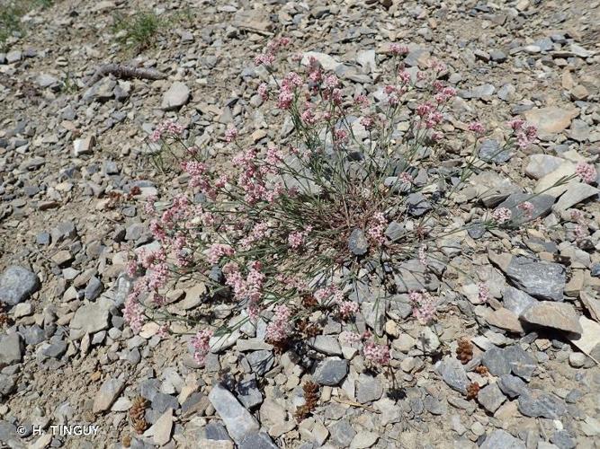 <i>Asperula aristata </i>subsp.<i> oreophila</i> (Briq.) Hayek, 1924 © H. TINGUY