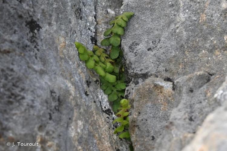 <i>Asplenium petrarchae </i>(Guérin) DC., 1815 subsp.<i> petrarchae</i> © J. Touroult