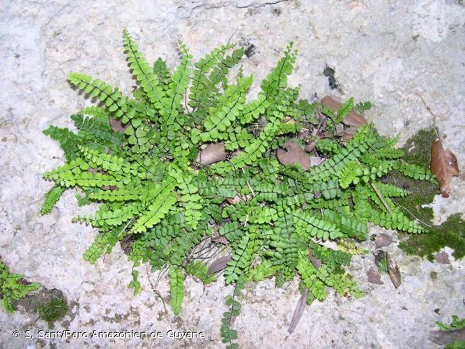 <i>Asplenium trichomanes </i>subsp.<i> inexpectans</i> Lovis, 1964 © S. Sant/Parc Amazonien de Guyane