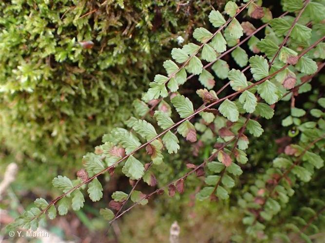 <i>Asplenium trichomanes </i>L., 1753 subsp.<i> trichomanes</i> © 