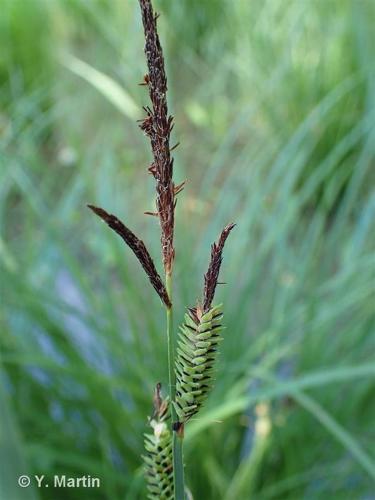 <i>Carex elata </i>All., 1785 subsp.<i> elata</i> © 
