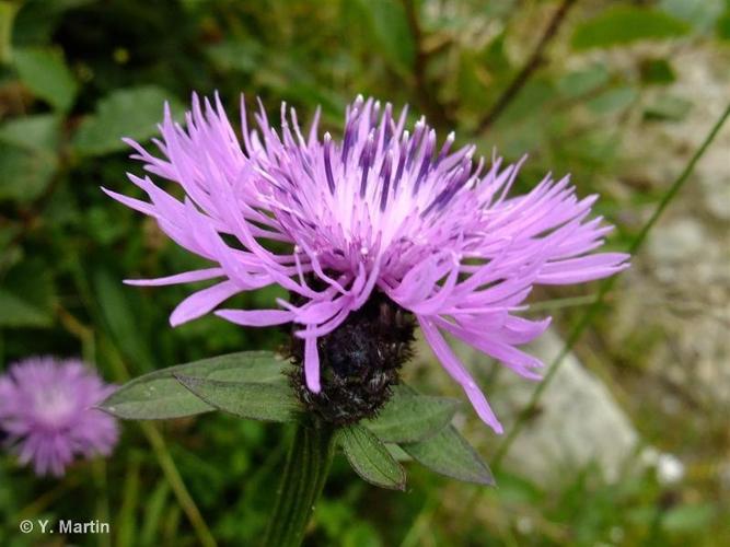 <i>Centaurea nigrescens </i>subsp.<i> transalpina</i> (Schleich. ex DC.) Nyman, 1879 © 