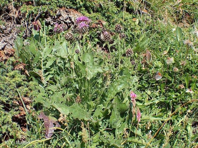 <i>Centaurea scabiosa </i>subsp.<i> alpestris</i> (Hegetschw.) Nyman, 1879 © 