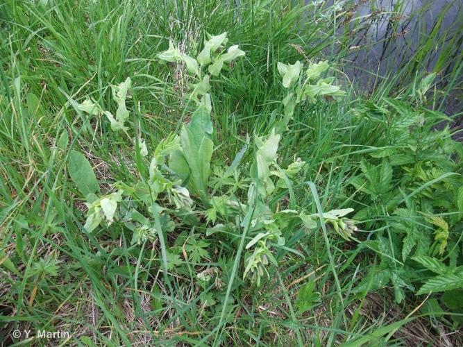 <i>Cerinthe glabra </i>Mill., 1768 subsp.<i> glabra</i> © 