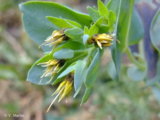 <i>Cerinthe minor </i>subsp.<i> auriculata</i> (Ten.) Rouy, 1927 © 