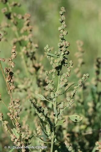 <i>Chenopodium album </i>L., 1753 subsp.<i> album</i> © R. Dupré MNHN/CBNBP