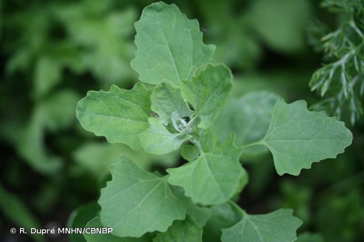 <i>Chenopodium album </i>subsp.<i> opulifolium</i> (Schrad.ex W.D.J.Koch & Ziz) Čelak., 1871 © R. Dupré MNHN/CBNBP