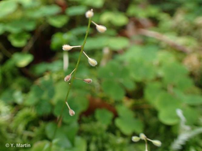 <i>Circaea alpina </i>L., 1753 subsp.<i> alpina</i> © 