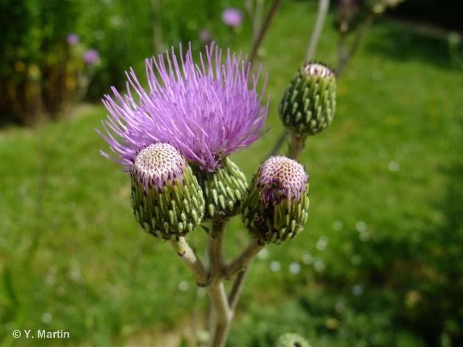 <i>Cirsium monspessulanum </i>(L.) Hill, 1768 subsp.<i> monspessulanum</i> © 