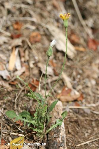 <i>Crepis foetida </i>L., 1753 subsp.<i> foetida</i> © R. Dupré MNHN/CBNBP