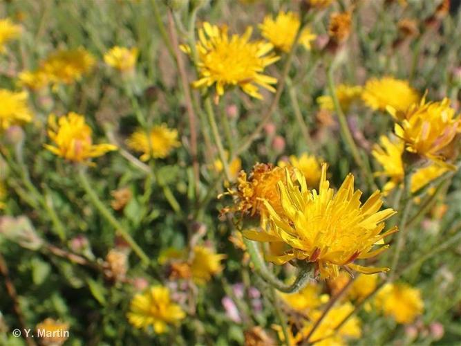 <i>Crepis foetida </i>subsp.<i> rhoeadifolia</i> (M.Bieb.) Čelak., 1871 © 