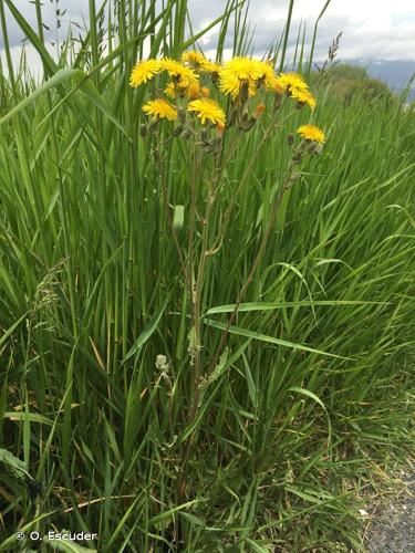 <i>Crepis vesicaria </i>subsp.<i> taraxacifolia</i> (Thuill.) Thell., 1914 © O. Escuder