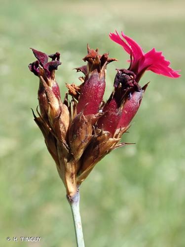 <i>Dianthus carthusianorum </i>subsp.<i> atrorubens</i> (All.) Hegi, 1910 © H. TINGUY