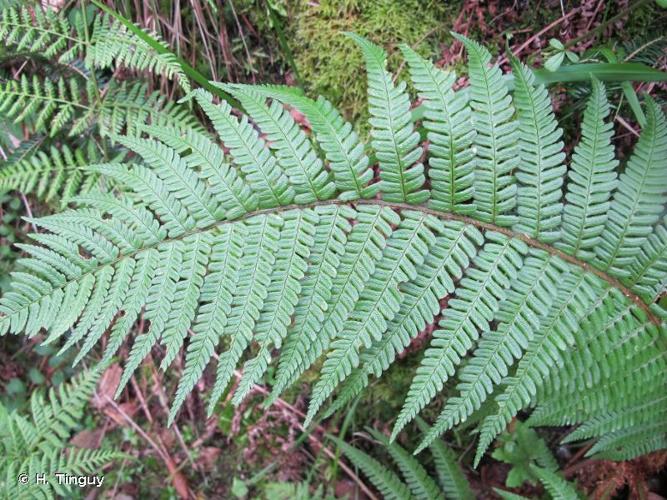 <i>Dryopteris affinis </i>(Lowe) Fraser-Jenk., 1979 subsp.<i> affinis</i> © H. Tinguy