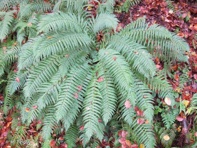 <i>Dryopteris affinis </i>subsp.<i> borreri</i> (Newman) Fraser-Jenk., 1980 © H. Tinguy