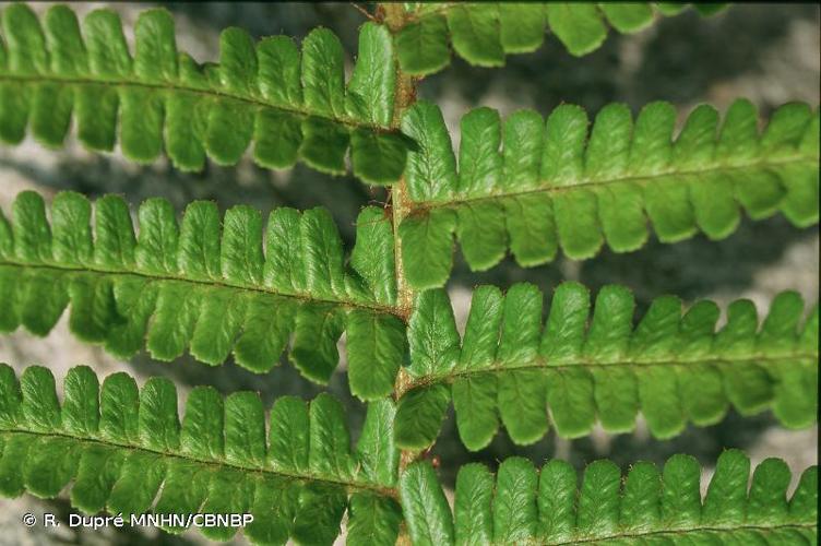 <i>Dryopteris affinis </i>subsp.<i> cambrensis</i> Fraser-Jenk., 1987 © R. Dupré MNHN/CBNBP