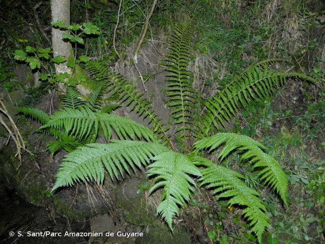 <i>Dryopteris </i>x<i> complexa </i>nothosubsp.<i> complexa</i> Fraser-Jenk., 1987 © S. Sant/Parc Amazonien de Guyane