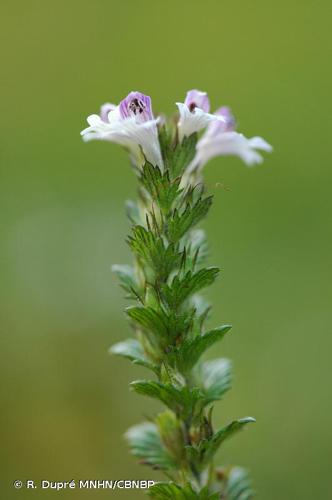 <i>Euphrasia officinalis </i>subsp.<i> rostkoviana</i> (Hayne) F.Towns., 1884 © R. Dupré MNHN/CBNBP