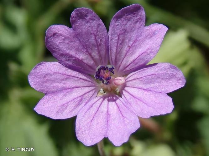 <i>Geranium pyrenaicum </i>Burm.f., 1759 subsp.<i> pyrenaicum</i> © H. TINGUY