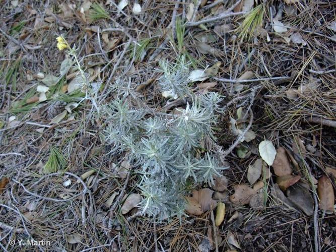 <i>Helichrysum stoechas </i>(L.) Moench, 1794 subsp.<i> stoechas</i> © 