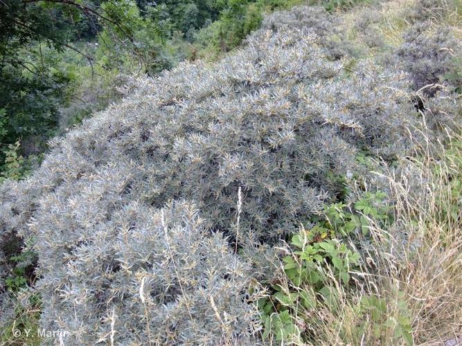 <i>Hippophae rhamnoides </i>subsp.<i> fluviatilis</i> Soest, 1952 © 