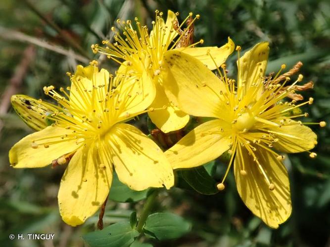 <i>Hypericum maculatum </i>subsp.<i> obtusiusculum</i> (Tourlet) Hayek, 1912 © H. TINGUY