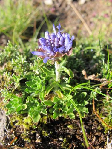 <i>Jasione crispa </i>subsp.<i> arvernensis</i> Tutin, 1973 © H. Tinguy