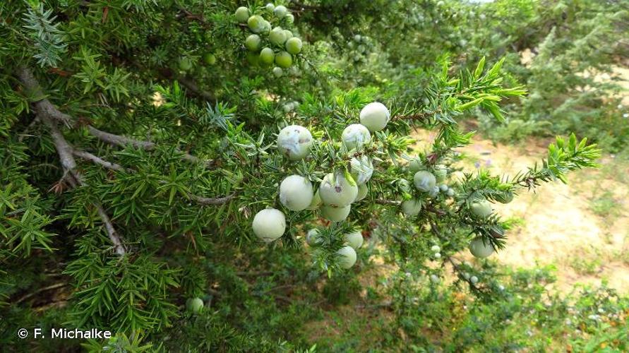 <i>Juniperus oxycedrus </i>L., 1753 subsp.<i> oxycedrus</i> © F. Michalke