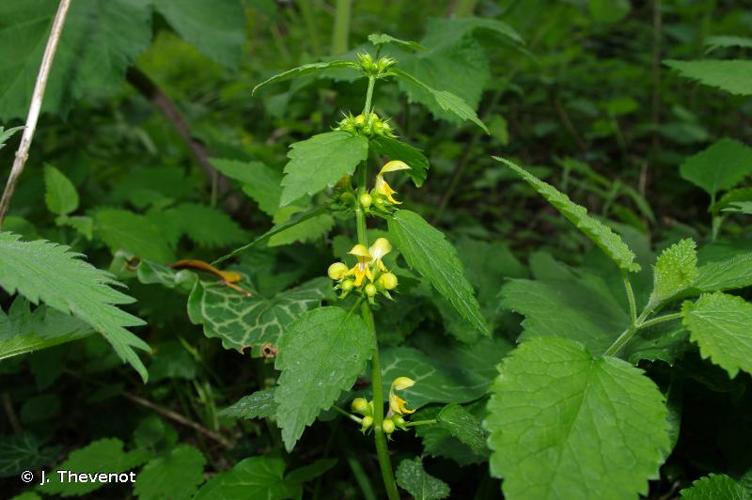 <i>Lamium galeobdolon </i>(L.) L., 1759 subsp.<i> galeobdolon</i> © J. Thevenot