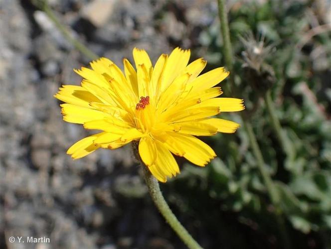 <i>Leontodon hispidus </i>subsp.<i> hyoseroides</i> (Welw. ex Rchb.) Gremli, 1885 © 