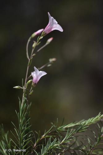 <i>Linum appressum</i> Caball., 1944 © O. Nawrot