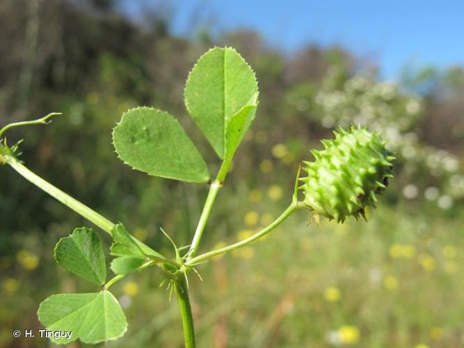 <i>Medicago murex </i>subsp.<i> sphaerocarpos</i> (Bertol.) I.Lesins & K.A.Lesins, 1979 © H. Tinguy