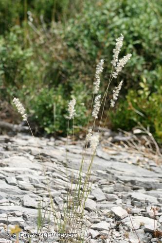 <i>Melica ciliata </i>L., 1753 subsp.<i> ciliata</i> © R. Dupré MNHN/CBNBP