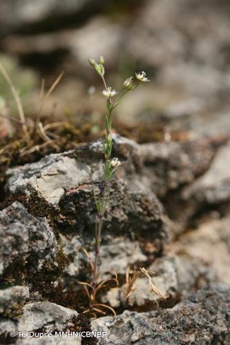 <i>Sabulina tenuifolia </i>(L.) Rchb., 1832 subsp.<i> tenuifolia</i> © R. Dupré MNHN/CBNBP