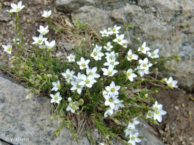 <i>Sabulina verna </i>(L.) Rchb., 1832 subsp.<i> verna</i> © 