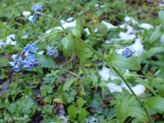 <i>Myosotis decumbens </i>subsp.<i> teresiana</i> (Sennen) Grau, 1964 © 