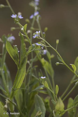 <i>Myosotis laxa </i>subsp.<i> cespitosa</i> (Schultz) Hyl. ex Nordh., 1940 © O. Nawrot