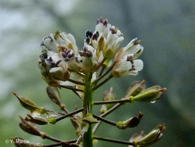 <i>Noccaea caerulescens </i>(J.Presl & C.Presl) F.K.Mey., 1973 subsp.<i> caerulescens</i> © 