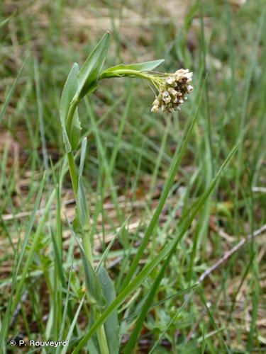 <i>Noccaea caerulescens </i>subsp.<i> virens</i> (Jord.) Kerguélen, 1993 © P. Rouveyrol