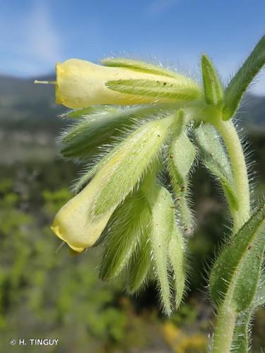 <i>Onosma tricerosperma </i>subsp.<i> fastigiata</i> (Braun-Blanq.) G.López, 1994 © H. TINGUY